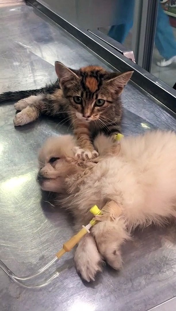 ⁣Kitten Comforts Puppy at Veterinary Clinic