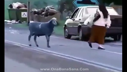 Manyak Koç - Komedi (Funny)
