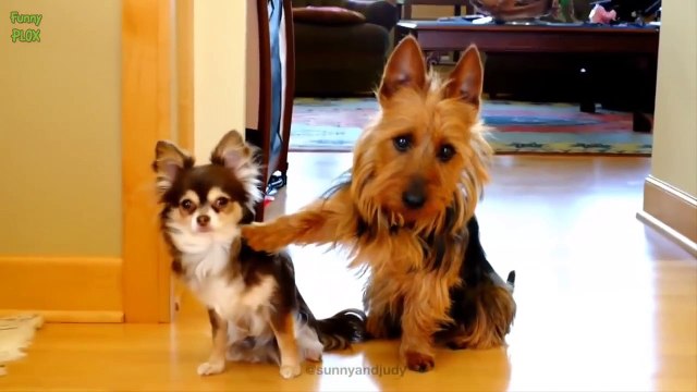 Cães Culpados Engraçados Compilação 2015 [Novo Hd]