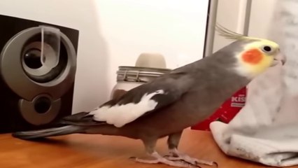 Şarkıcı Sultan Papağanı - Komedi (Funny)