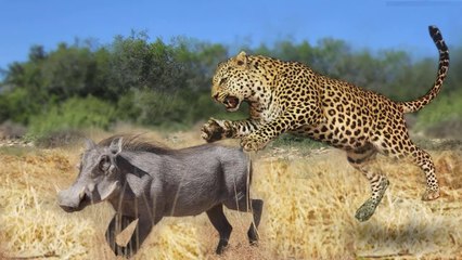 Big Cats Spectacular Hunting Attacks Compilation including