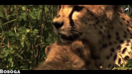 Cheetah Mom Protects Cubs from Male Lion Amazing Footage