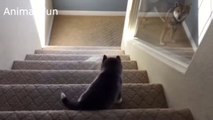 CUTE  FUNNY- PUPPIES Falling Down Stairs COMPILATION HD