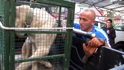 Sürekli Ağlayan Köpeğin Ayağının Kırık Olduğu Anlaşıldı