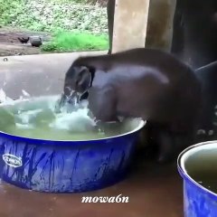 VID-20180811-WA0000211