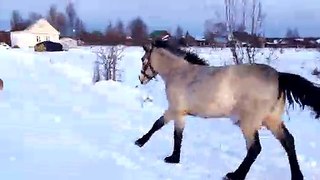 Konj i pas na snijegu