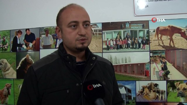 Engelli sokak hayvanlarına siz de engel olmayın