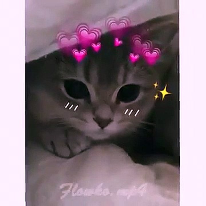 Cat Love :D