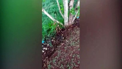 Copos descartados fora da lixeira no Lago gera reclamação de internauta