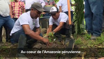 Pérou: un passionné reboise l'Amazonie d'espèces rares