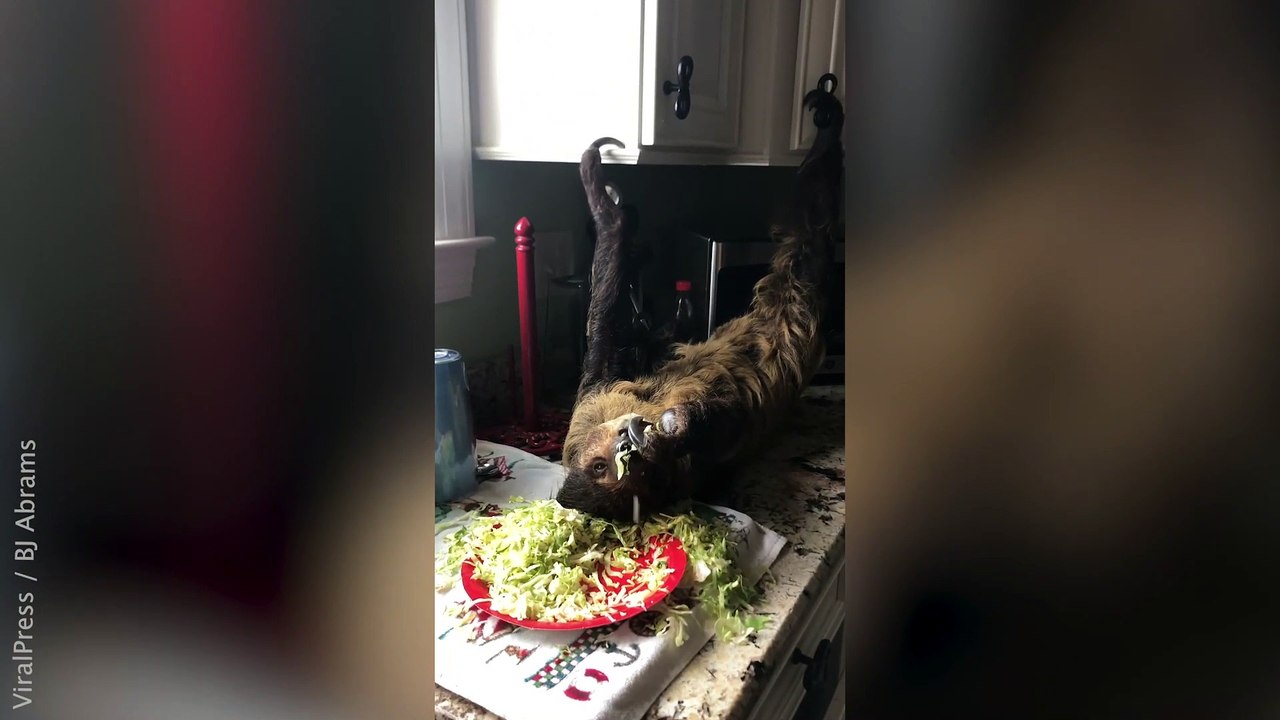 Sloth Lying Upside Down Eating Salad