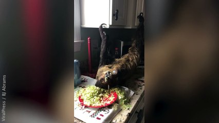 Sloth Lying Upside Down Eating Salad
