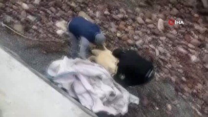 Yürüyüş Yaparken Karşılaştı, Şok Oldu... Ölü Caretta Caretta Karaya Vurdu