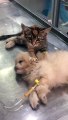 Un chaton réconforte un chiot à la clinique vétérinaire