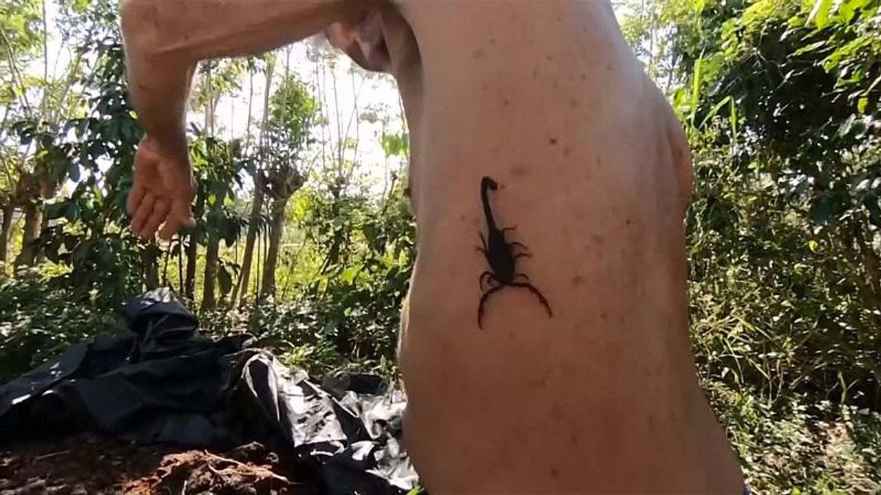 Kuba: Skorpion-Gift gegen Schmerzen