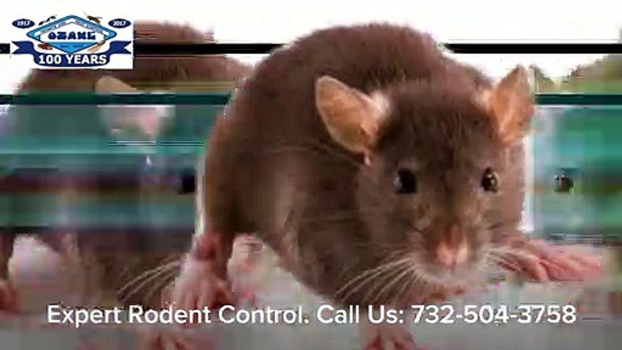 Mice Rats Rodent Control Spring Lake NJ 732-504-3758 Ozane.com