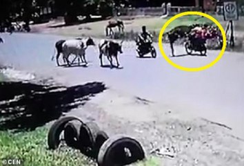 فيديو: مشهد طريف لبقرة تظهر مهارة فائقة في رياضة الكونغ فو