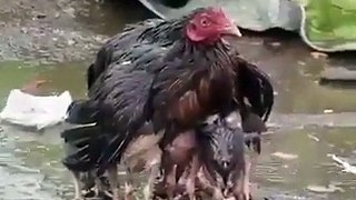 chicken mom is protecting its childs