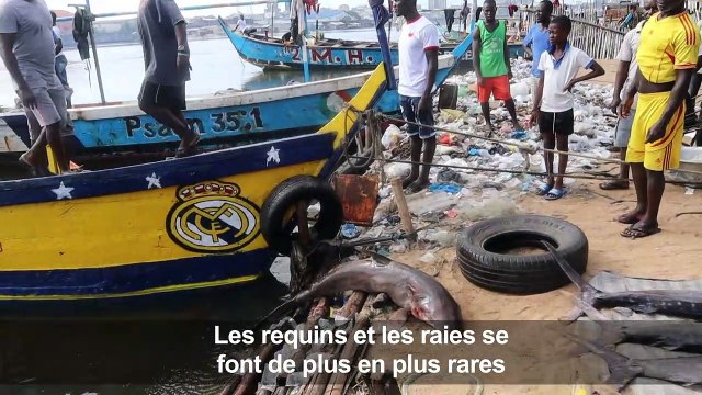 Le Liberia protège les requins pour sauver ses petits poissons