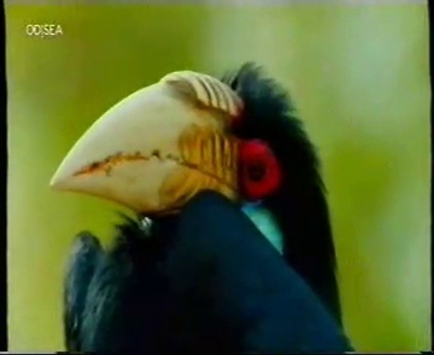 Aves extrañas: El Calao