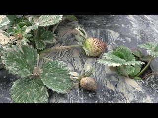 Fermerët i “merr lumi”  - Top Channel Albania - News - Lajme