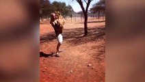 Un lionceau joue avec son éleveur !