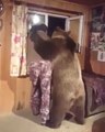 Il vit avec un ours dans sa maison... un très gros ours