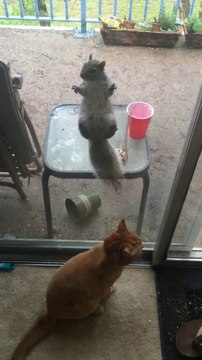 Cet écureuil vient regarder des humains dans leur cage... zoo inversé