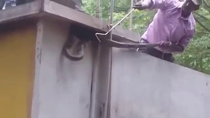 Regardez comment il va déloger un énorme cobra royal caché dans une maison