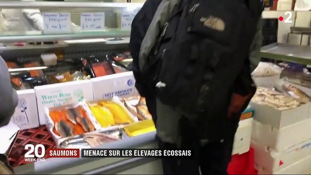 Menace sur les élevages écossais de saumon