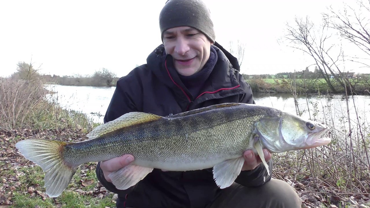 Zander Fishing - An Opportunistic Session At Dawn -  9/12/18 (Video 93)
