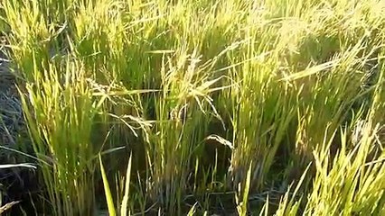 Failed Rice Crops in Japan