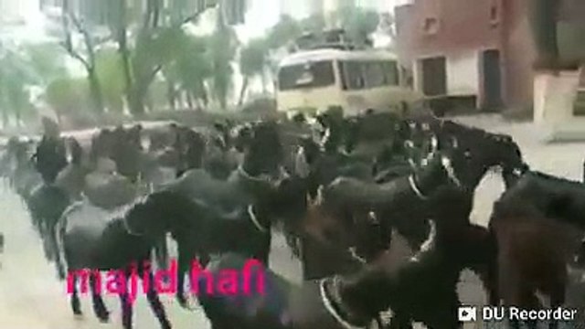 شاهد الفيدو سوفة تعيد المشاهدة Mira los videos que verás