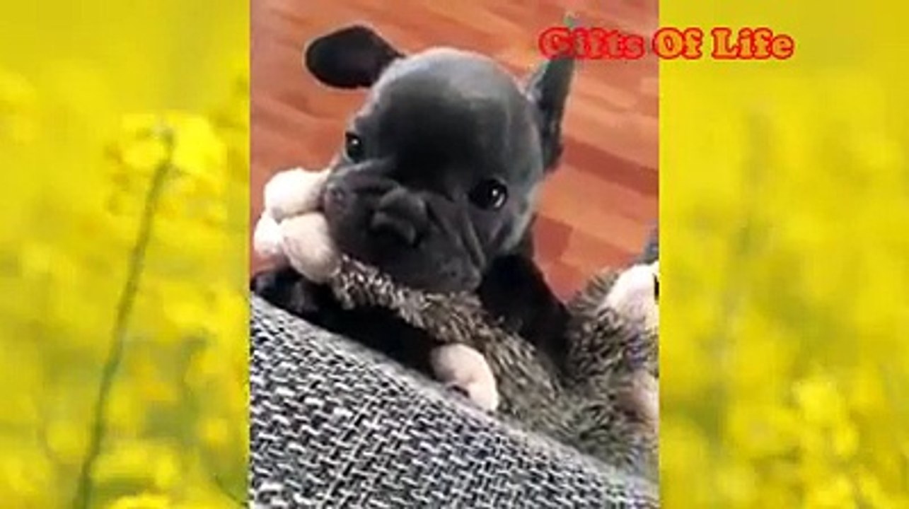 Pet so cute