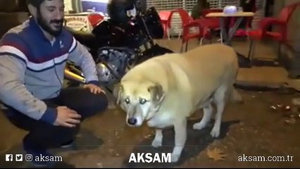 Sokak köpeklerini ninni söyleyerek uyutan kokoreçci