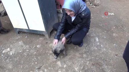 Anneleri Telef Edilen 6 Yavru Köpeğe 3 Çocuk Annesi Kadın Sahip Çıktı