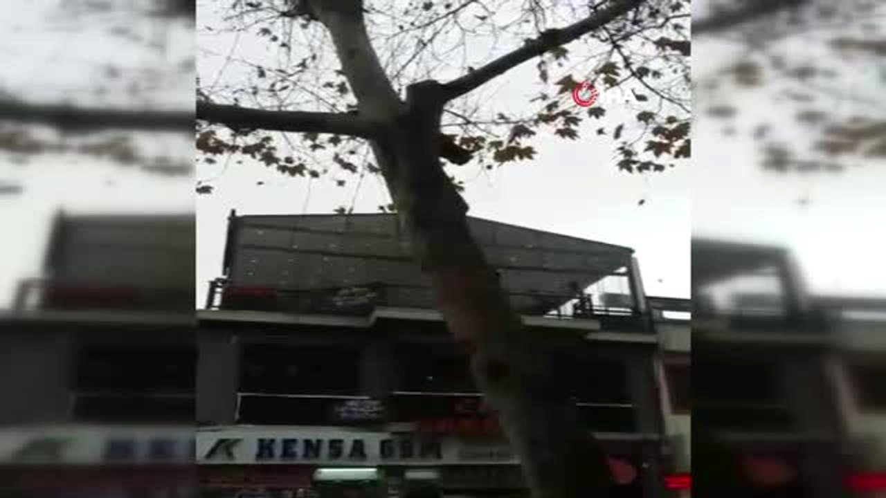 Ağaçta Mahsur Kalan Kedi İtfaiyeyi Ayağa Kaldırdı, Korkan Kedi Saatlerce Mahsur Kaldığı Ağaçtan...
