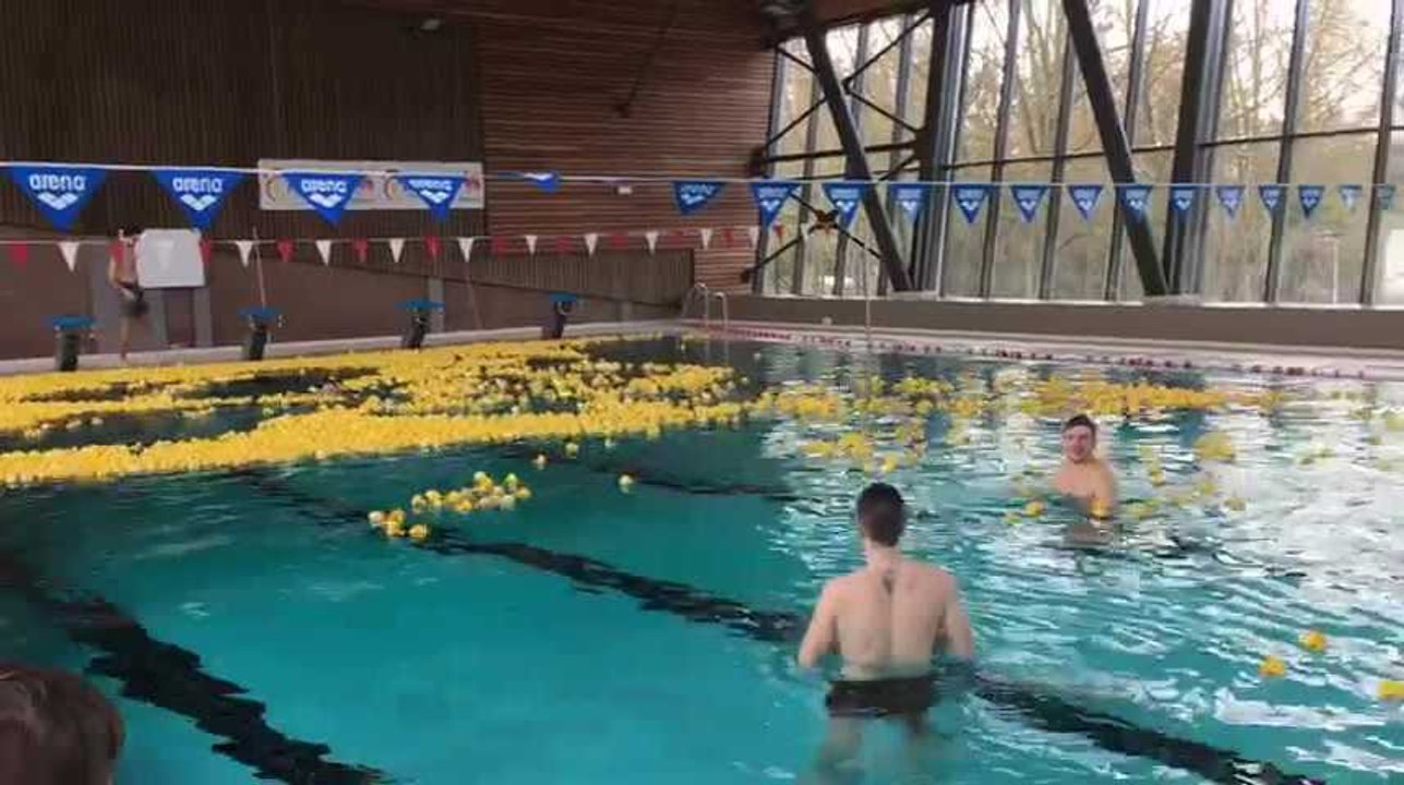 Waremme : la piscine remplie de canards en plastique
