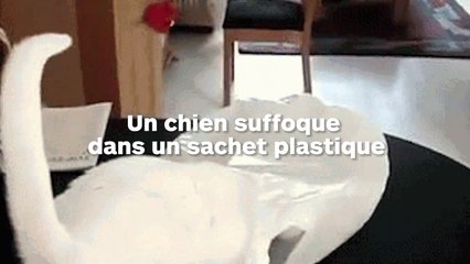 Un chien suffoque dans un sachet plastique