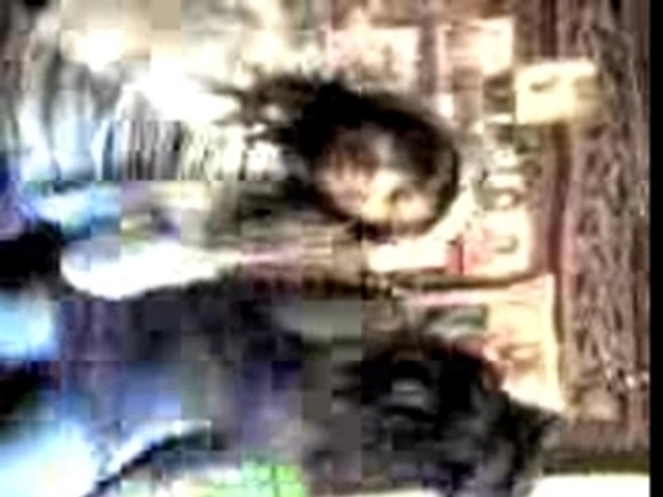 Vidéo135