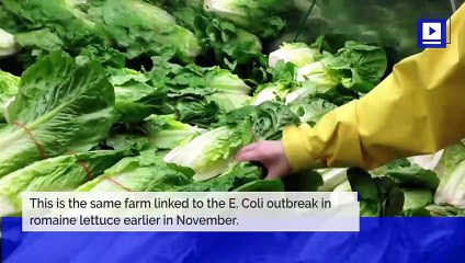 Farm Recalls Cauliflower and Lettuce After Romaine E.coli Outbreak