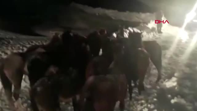 Hakkari 2 Bin 700 Rakımlı Yaylada Mahsur Kalan 14 At Kurtarıldı