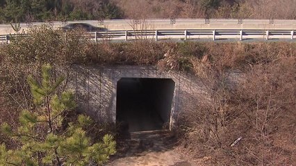 '동물도 없는데' 생태통로...주먹구구식 위치 선정 / YTN