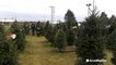 Nice weather to pick out some Christmas trees