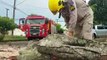 Corpo de Bombeiros poda árvore que caiu em via pública
