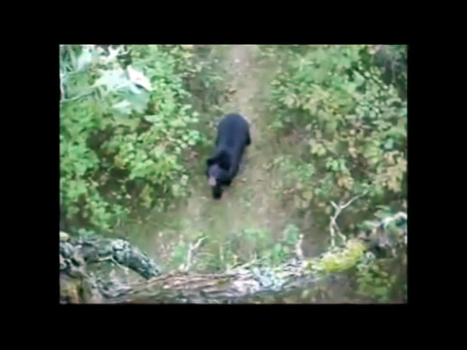 What you doing bear? this is my tree.