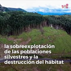 El 60% de la vida silvestre del mundo se ha perdido desde 1970