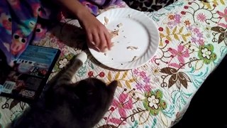 Funniest Hungry Pets Compilation 2018 | Funny Pet Videos