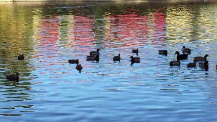Ducks Swimming at the Pond