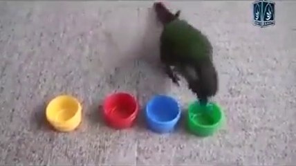 Genius Bird